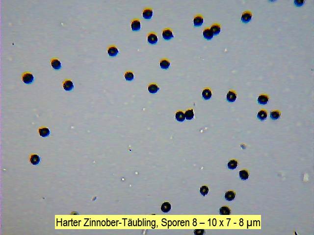 Sporen Harter Zinnober-Täubling